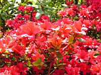 Azalee - Azalea Vuyk's Scarlet (fam. Ericacee) (02) (Photo F. Mrugala)